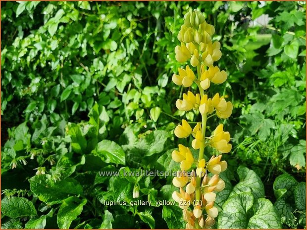 Lupinus 'Gallery Yellow' | Lupine | Lupine | Lupin