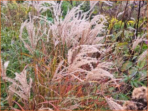 Miscanthus sinensis 'Samurai' | Chinees prachtriet, Chinees riet, Japans sierriet, Prachtriet | Chinaschilf | Eul