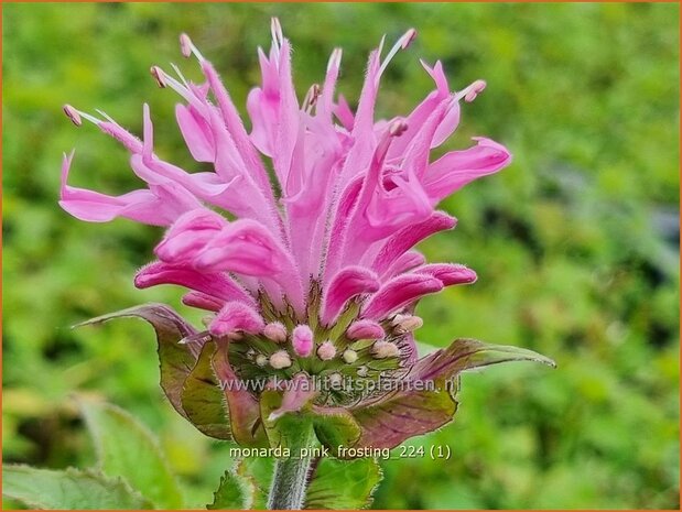 Monarda 'Pink Frosting' | Bergamotplant, Indianennetel | Indianernessel | Beebalm