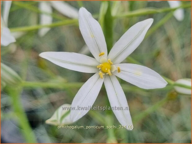 Ornithogalum ponticum 'Sochi' | Bosvogelmelk, Pontische vogelmelk, Vogelmelk | Milchstern | Star-of-Bethlehem