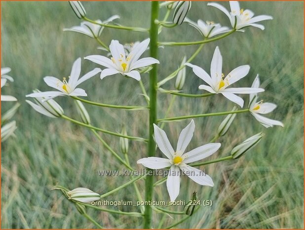 Ornithogalum ponticum 'Sochi' | Bosvogelmelk, Pontische vogelmelk, Vogelmelk | Milchstern | Star-of-Bethlehem