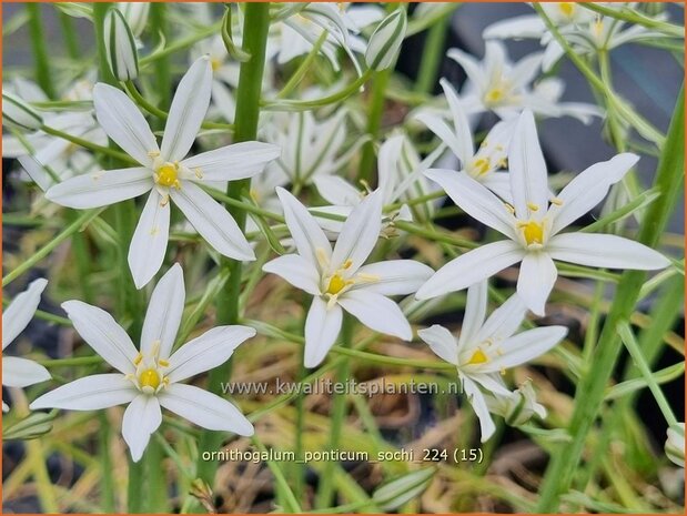 Ornithogalum ponticum 'Sochi' | Bosvogelmelk, Pontische vogelmelk, Vogelmelk | Milchstern | Star-of-Bethlehem