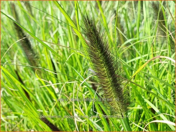 Pennisetum alopecuroides 'Kim's Nightmare' | Breed lampenpoetsersgras, Borstelveergras, Lampenpoetsersgras