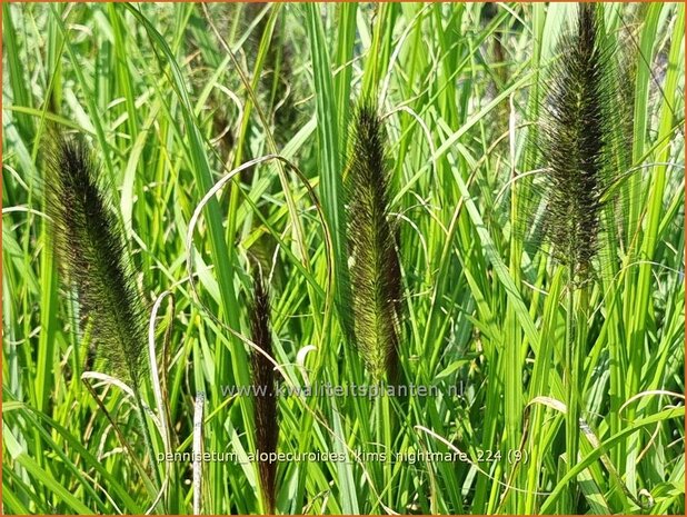 Pennisetum alopecuroides 'Kim's Nightmare' | Breed lampenpoetsersgras, Borstelveergras, Lampenpoetsersgras