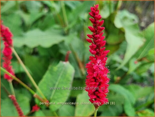Persicaria amplexicaulis 'Bloody Mary' | Doorgroeide duizendknoop, Adderwortel, Duizendknoop | Kerzenknöte