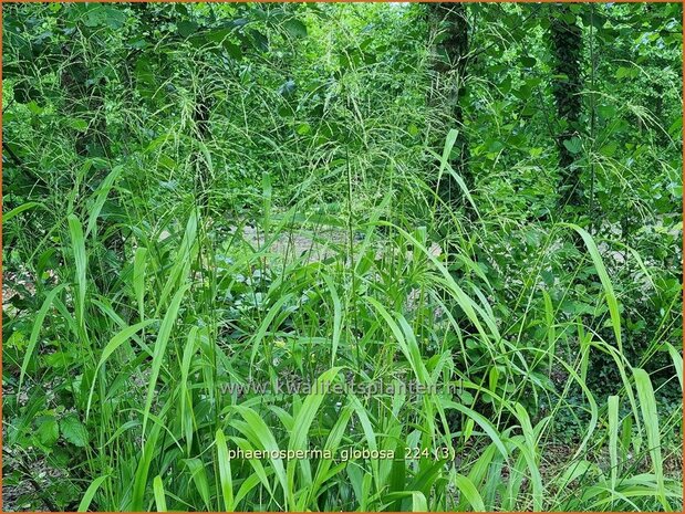 Phaenosperma globosa | Watervalgras | Wasserfallhirse | Chinese Bead Grass