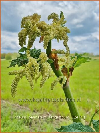 Rheum palmatum tanguticum | Sierrabarber | Kron-Rhabarber | Ornamental Rhubarb