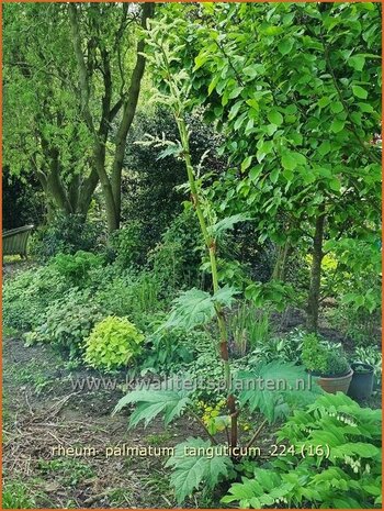 Rheum palmatum tanguticum | Sierrabarber | Kron-Rhabarber | Ornamental Rhubarb