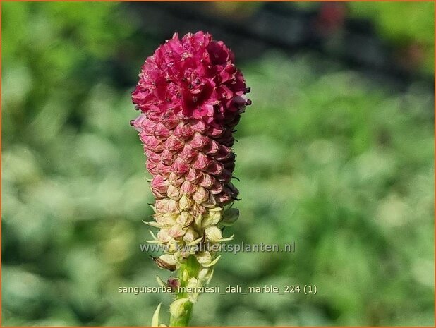 Sanguisorba menziesii 'Dali Marble' | Alaska pimpernel, Pimpernel, Sorbenkruid | Menzies Wiesenknopf | Menzie&#x0