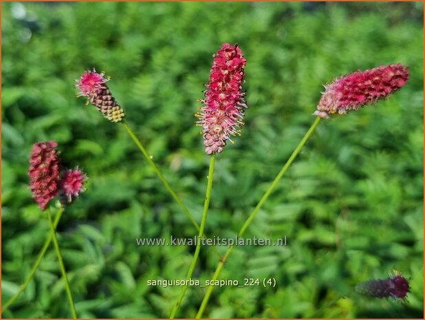 Sanguisorba 'Scapino' | Pimpernel, Sorbenkruid | Wiesenknopf | Burnet