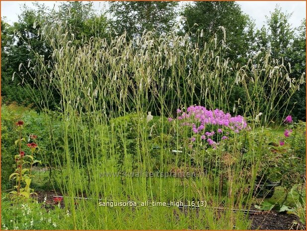 Sanguisorba tenuifolia 'All Time High' | Hoge pimpernel, Sorbenkruid, Pimpernel | Hoher Wiesenknopf | Japanese Bu