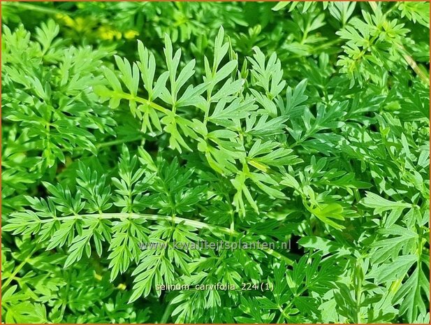 Selinum carvifolia | Karwijselie | Kümmelblättrige Silge | Cambridge Milk Parsley