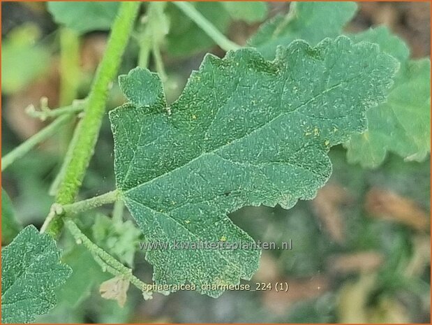 Sphaeralcea 'Charmeuse' | Knotsmalva | Kugelmalve | Globe Mallow