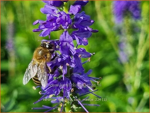 Veronica longifolia 'Dark Maetje' | Lange ereprijs, Langbladige ereprijs, Ereprijs | Langblättriger Ehrenpreis | Gar