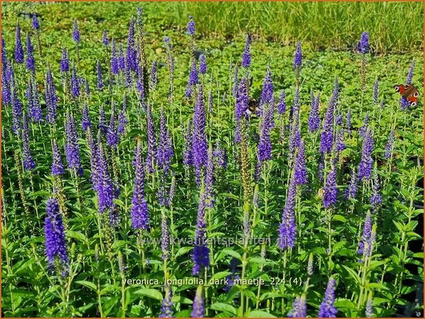 Veronica longifolia 'Dark Maetje' | Lange ereprijs, Langbladige ereprijs, Ereprijs | Langblättriger Ehrenpreis | Gar
