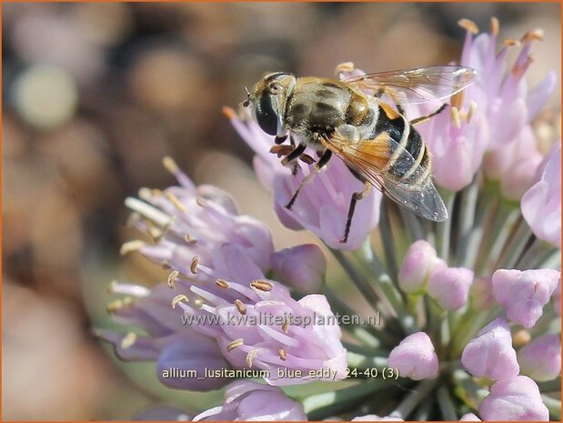 Allium lusitanicum &#x0027;Blue Eddy&#x0027; | Sierui, Look | Berg-Lauch | Mountain Garlic
