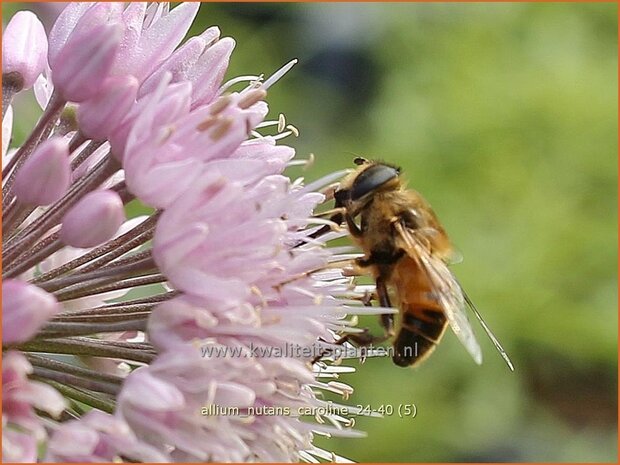 Allium nutans 'Caroline' | Siberisch bieslook, Look | Sibirischer Knoblauch | Siberian Chives