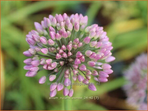 Allium nutans &#x0027;Esmee&#x0027; | Siberisch bieslook, Look | Sibirischer Knoblauch | Siberian Chives