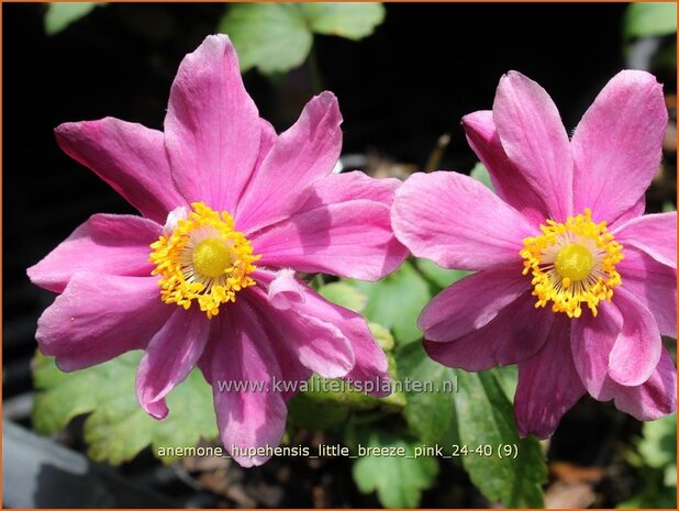 Anemone hupehensis 'Little Breeze Pink' | Herfstanemoon, Japanse anemoon, Anemoon | Herbstanemone | Japanese Anemone