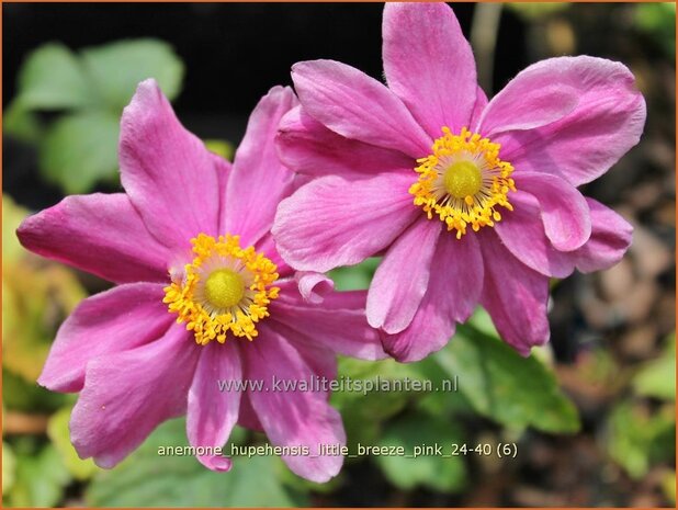 Anemone hupehensis 'Little Breeze Pink' | Herfstanemoon, Japanse anemoon, Anemoon | Herbstanemone | Japanese Anemone