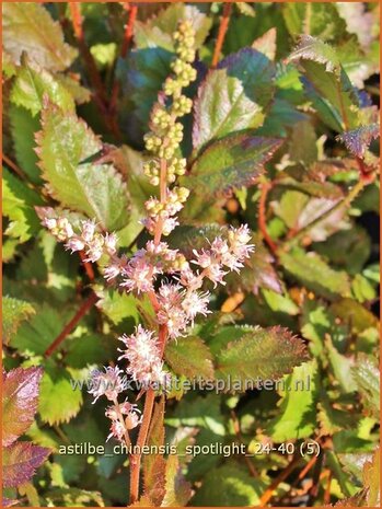 Astilbe chinensis 'Spotlight' | Pluimspirea, Spirea, Prachtspirea | Chinesische Prachtspiere | Chinese Astilbe