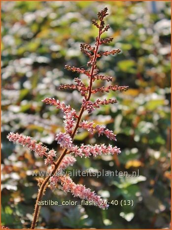 Astilbe 'Color Flash' | Pluimspirea, Spirea, Prachtspirea | Prachtspiere | Astilbe