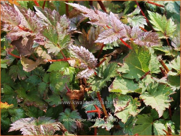 Astilbe 'Color Flash' | Pluimspirea, Spirea, Prachtspirea | Prachtspiere | Astilbe
