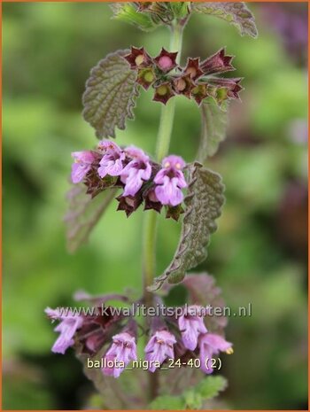 Ballota nigra | Stinkende ballote, Echte ballote, Ballote | Gottvergess | Black Horehound