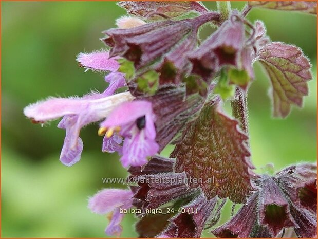Ballota nigra | Stinkende ballote, Echte ballote, Ballote | Gottvergess | Black Horehound