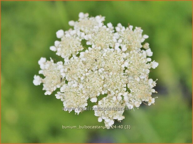 Bunium bulbocastanum | Aardkastanje | Knollenk&uuml;mmel | Great Pignut