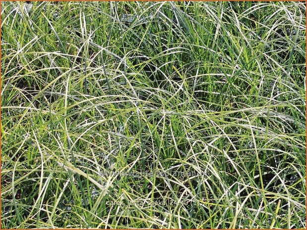 Carex lenta 'Osaka' | Zegge | Segge | Sedge