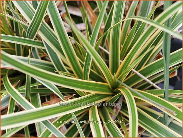 Carex morrowii 'Everglow' | Japanse zegge, Zegge | Japan-Segge | Japanese Sedge
