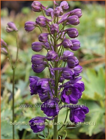 Delphinium 'Paramo Black Velvet' | Ridderspoor | Rittersporn | Larkspur