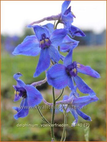 Delphinium 'Völkerfrieden' | Ridderspoor | Rittersporn | Larkspur