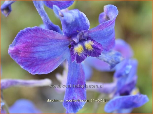 Delphinium 'Völkerfrieden' | Ridderspoor | Rittersporn | Larkspur