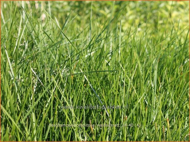 Deschampsia cespitosa &#x0027;Waldschratt&#x0027; | Ruwe smele, Smele | Waldschmiele | Tufted Hair Grass