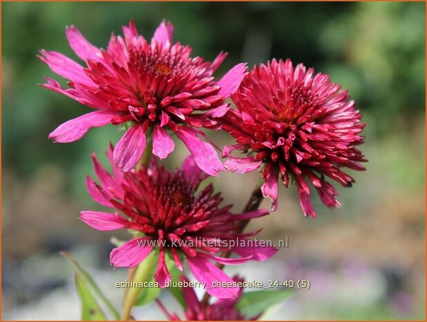 Echinacea &#x0027;Blueberry Cheesecake&#x0027; | Rode zonnehoed, Zonnehoed | Roter Sonnenhut | Purple Coneflower