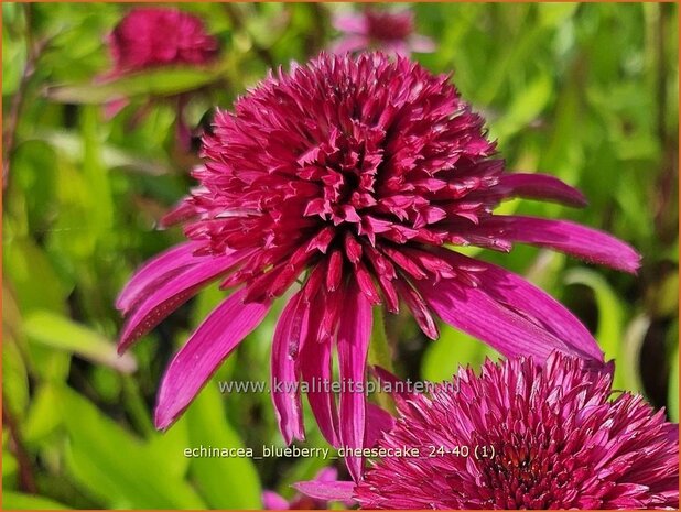 Echinacea &#x0027;Blueberry Cheesecake&#x0027; | Rode zonnehoed, Zonnehoed | Roter Sonnenhut | Purple Coneflower