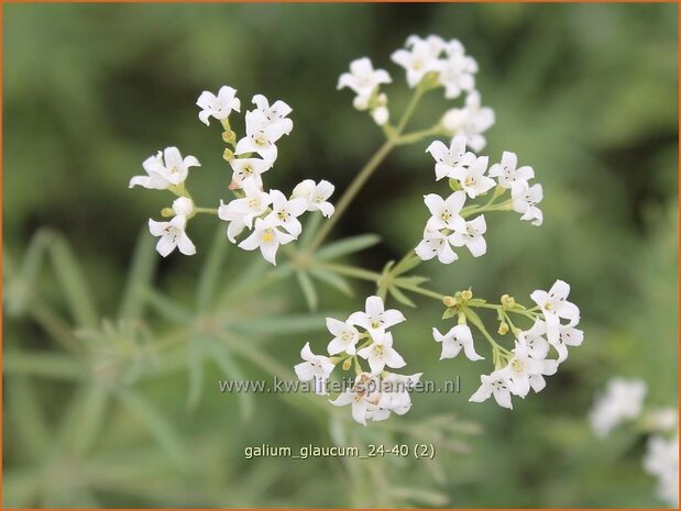 Galium glaucum | Zeegroen walstro, Walstro | Blaugrünes Labkraut | Waxy Bedstraw