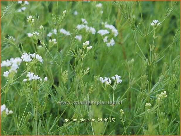 Galium glaucum | Zeegroen walstro, Walstro | Blaugrünes Labkraut | Waxy Bedstraw