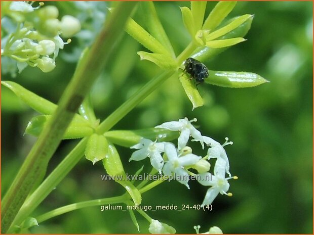 Galium mollugo 'Meddo' | Glad walstro, Walstro | Wiesen-Labkraut | Hedge Bedstraw