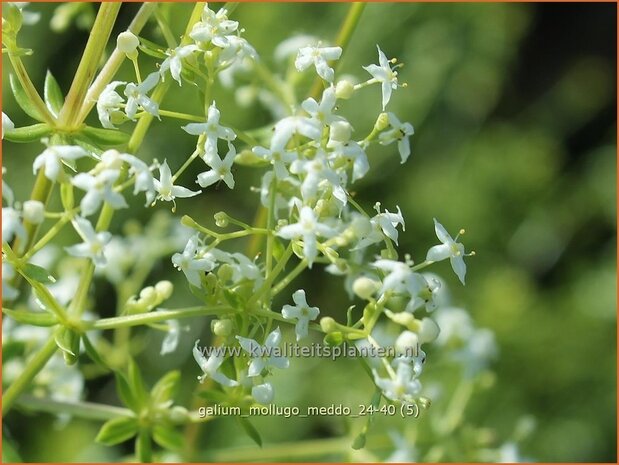 Galium mollugo 'Meddo' | Glad walstro, Walstro | Wiesen-Labkraut | Hedge Bedstraw