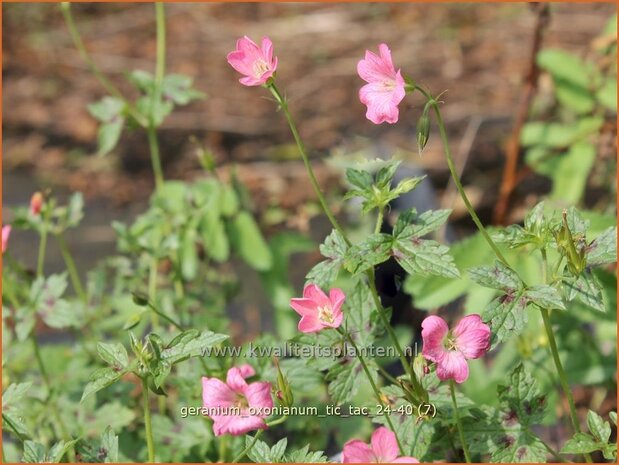 Geranium oxonianum 'Tic Tac' | Basterd-ooievaarsbek, Ooievaarsbek, Tuingeranium, Geranium | Oxford-Storchschnabel | D