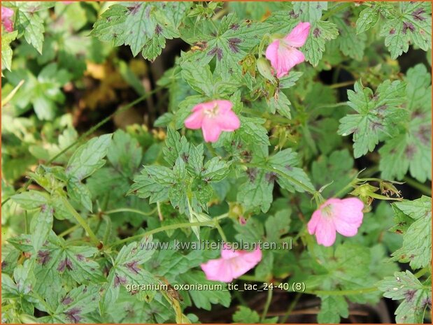 Geranium oxonianum 'Tic Tac' | Basterd-ooievaarsbek, Ooievaarsbek, Tuingeranium, Geranium | Oxford-Storchschnabel | D