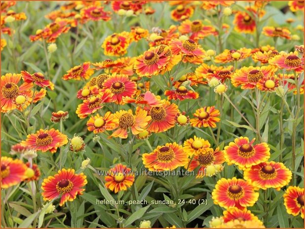 Helenium 'Peach Sundae' | Zonnekruid | Sonnenbraut | Helen's Flower