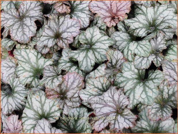 Heuchera 'Rex Silver' | Purperklokje | Purpurglöckchen | Coral Bells