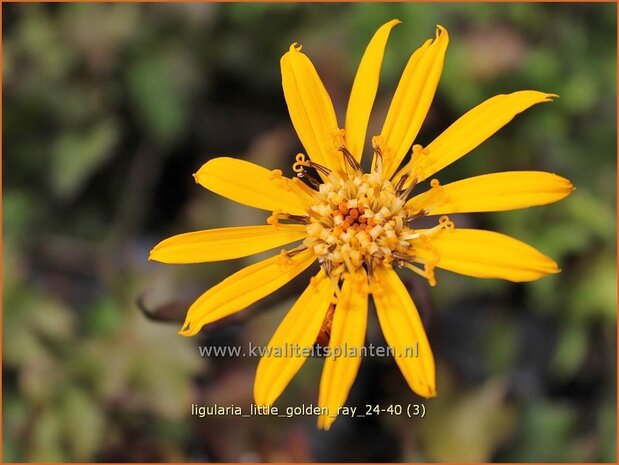 Ligularia 'Little Golden Ray' | Kruiskruid | Goldkolben | Leopard Plant