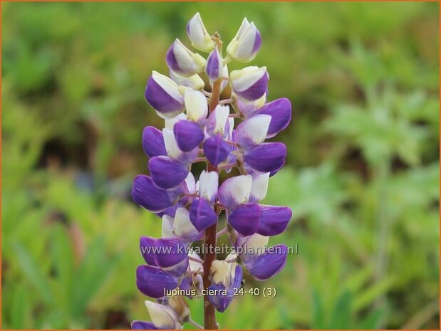 Lupinus &#x0027;Cierra&#x0027; | Lupine | Lupine | Lupin