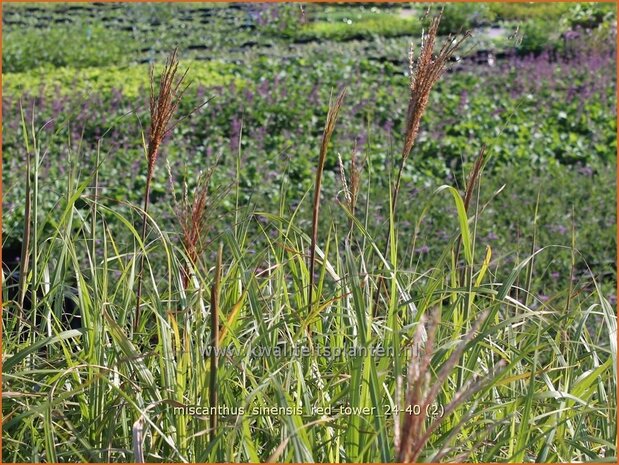 Miscanthus sinensis 'Red Tower' | Chinees prachtriet, Chinees riet, Japans sierriet, Sierriet | Chinaschilf | Eul