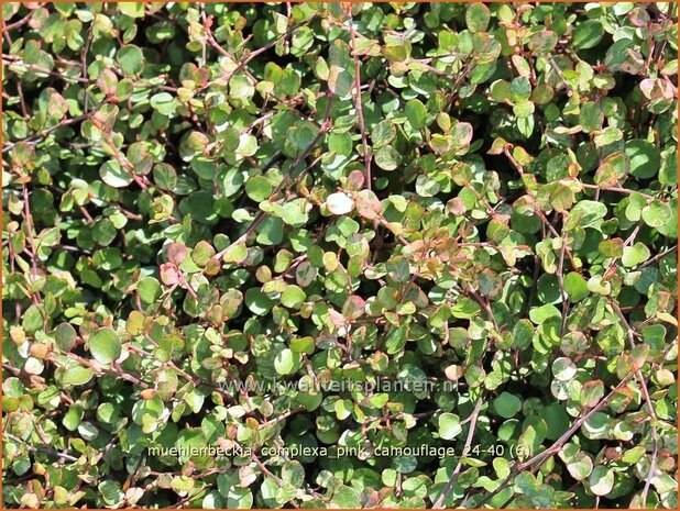 Muehlenbeckia complexa 'Pink Camouflage' | Drahtstrauch | Wire Vine